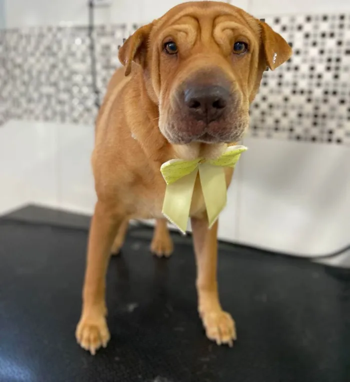 Cachorro raça Mestiça Shar Pei idade 3 anos nome Doralice