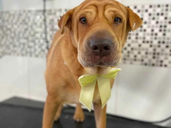 Cachorro raça Mestiça Shar Pei idade 3 anos nome Doralice