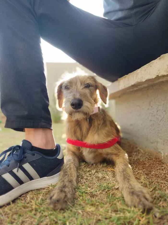 Cachorro ra a Sem raça definida idade 7 a 11 meses nome Feta