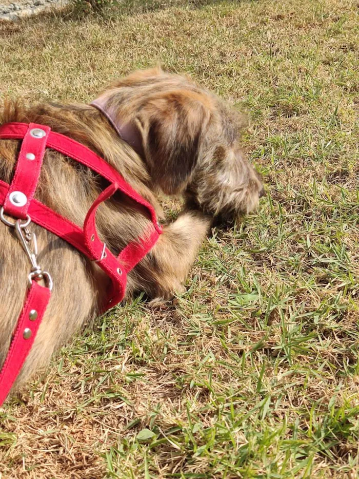 Cachorro ra a Sem raça definida idade 7 a 11 meses nome Feta