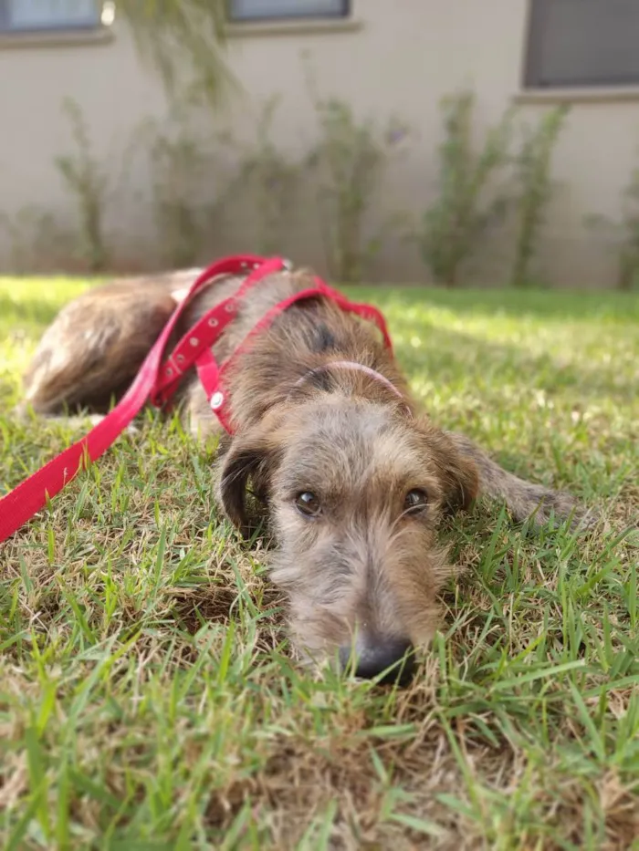 Cachorro ra a Sem raça definida idade 7 a 11 meses nome Feta