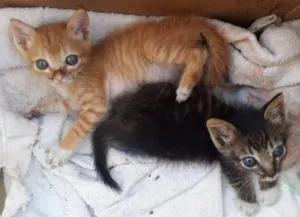 Gato raça srd idade Abaixo de 2 meses nome Irmãozinhos Bebês