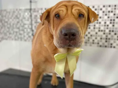 Cachorro raça Mestiça Shar Pei idade 3 anos nome Doralice