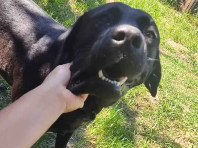 Cachorro raça Labrador idade 4 anos nome Bartô