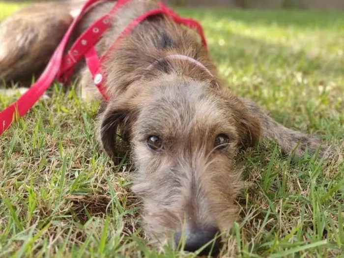 Cachorro ra a Sem raça definida idade 7 a 11 meses nome Feta