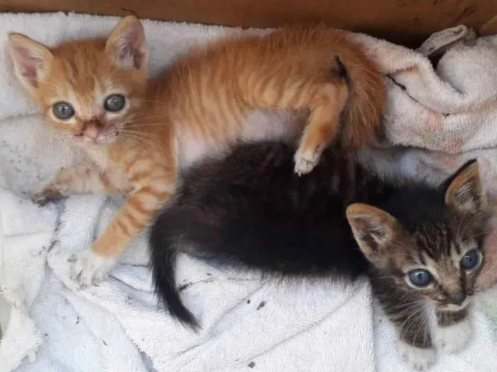 Gato ra a srd idade Abaixo de 2 meses nome Irmãozinhos Bebês