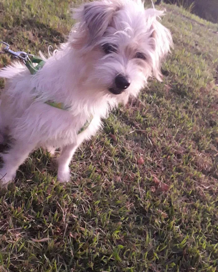 Cachorro raça poodle misturado  idade 3 anos nome Théo 