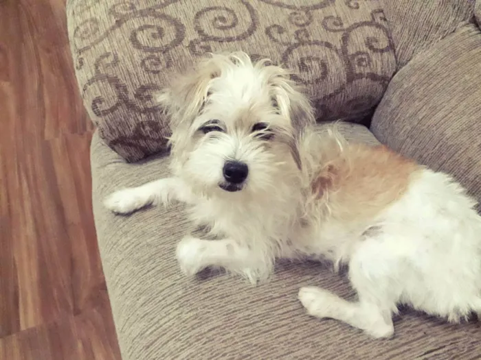 Cachorro raça poodle misturado  idade 3 anos nome Théo 