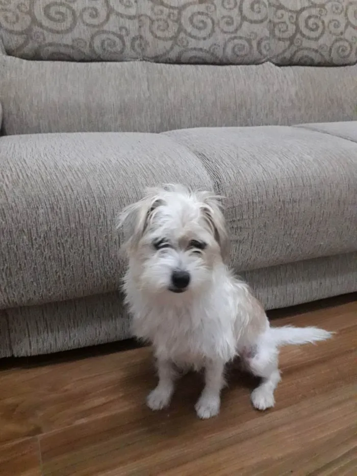 Cachorro raça poodle misturado  idade 3 anos nome Théo 