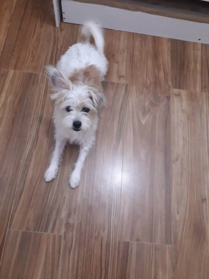 Cachorro raça poodle misturado  idade 3 anos nome Théo 