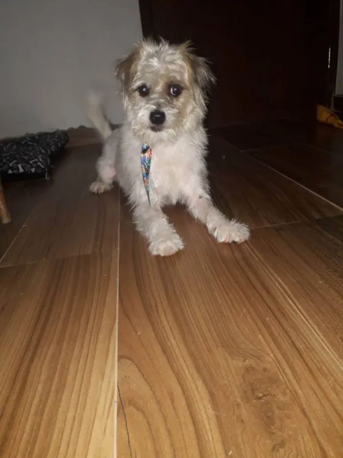 Cachorro raça poodle misturado  idade 3 anos nome Théo 
