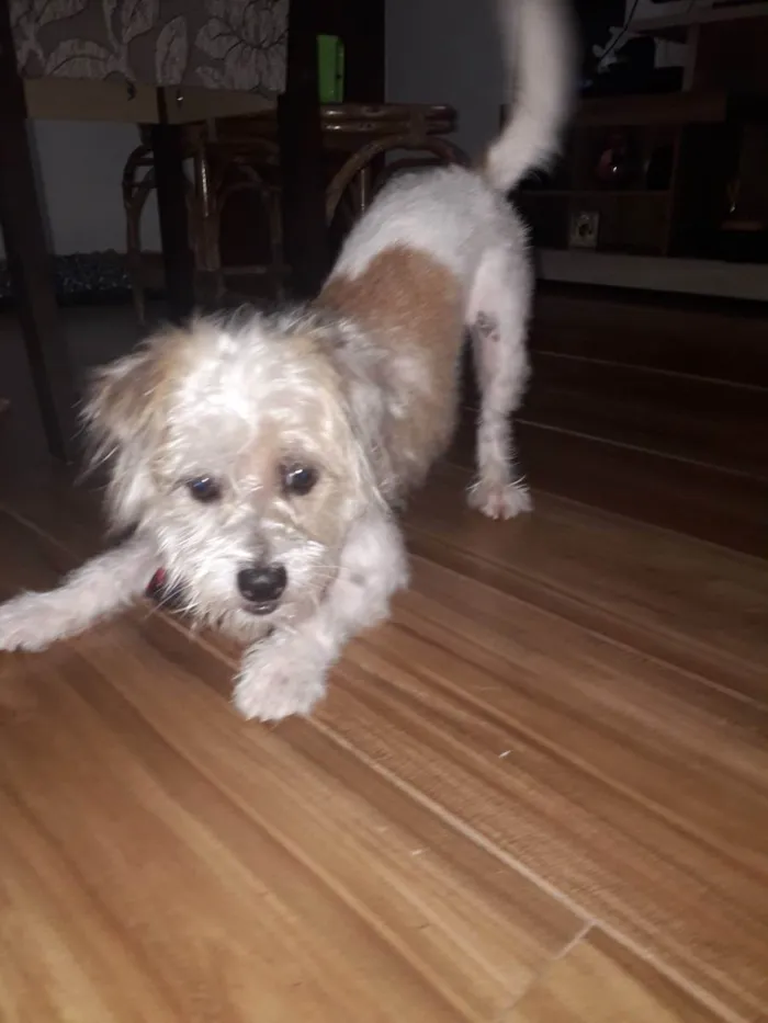 Cachorro raça poodle misturado  idade 3 anos nome Théo 