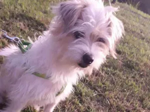 Cachorro raça poodle misturado  idade 3 anos nome Théo 