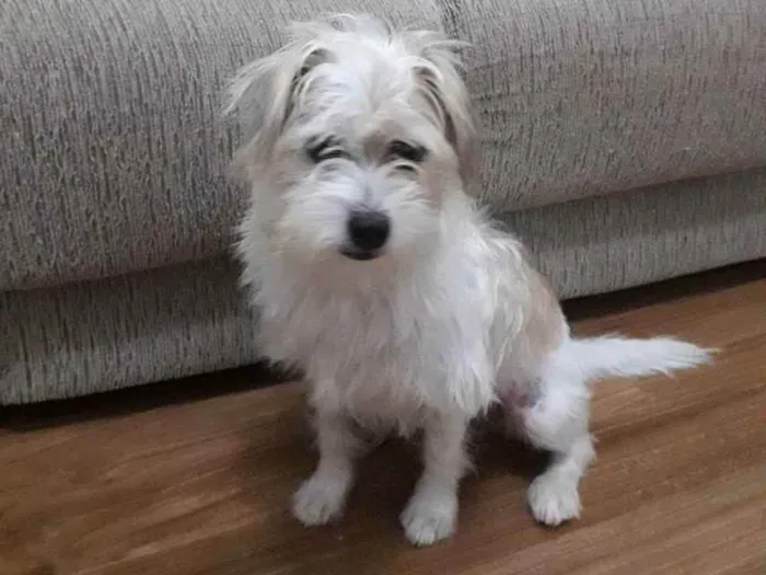 Cachorro raça poodle misturado  idade 3 anos nome Théo 