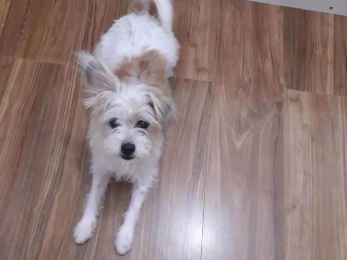 Cachorro raça poodle misturado  idade 3 anos nome Théo 