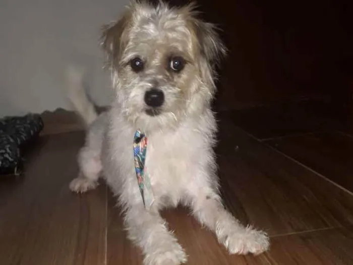 Cachorro raça poodle misturado  idade 3 anos nome Théo 