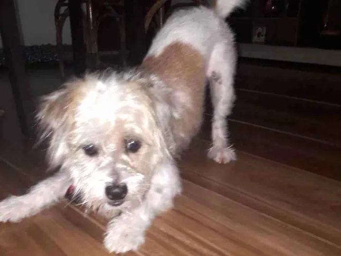 Cachorro raça poodle misturado  idade 3 anos nome Théo 