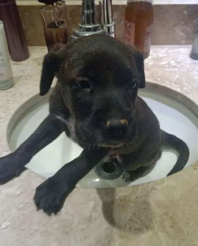 Cachorro ra a Srd  idade Abaixo de 2 meses nome Filhote 40 dias