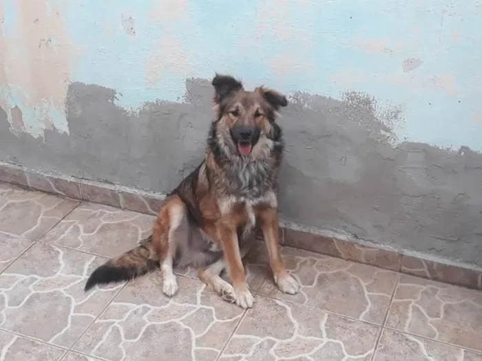 Cachorro ra a SRD (lembra Pastor Alemão) idade 1 ano nome Nino