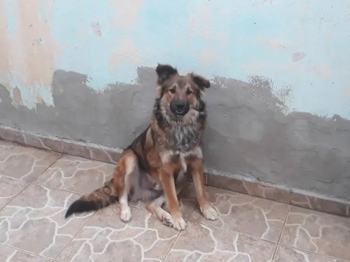 Cachorro ra a SRD (lembra Pastor Alemão) idade 1 ano nome Nino