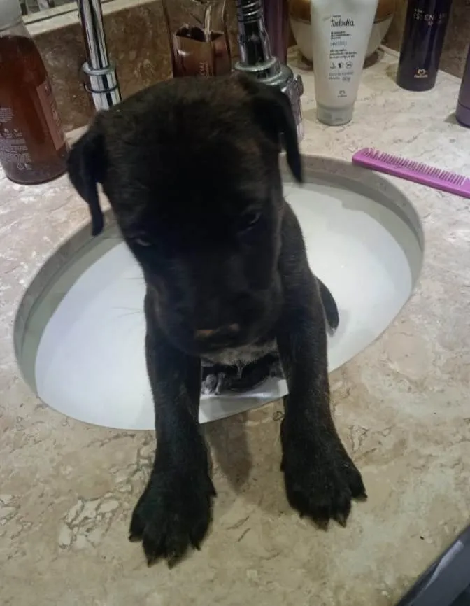 Cachorro ra a Srd  idade Abaixo de 2 meses nome Filhote 40 dias