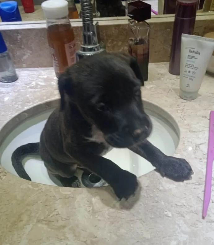 Cachorro ra a Srd  idade Abaixo de 2 meses nome Filhote 40 dias