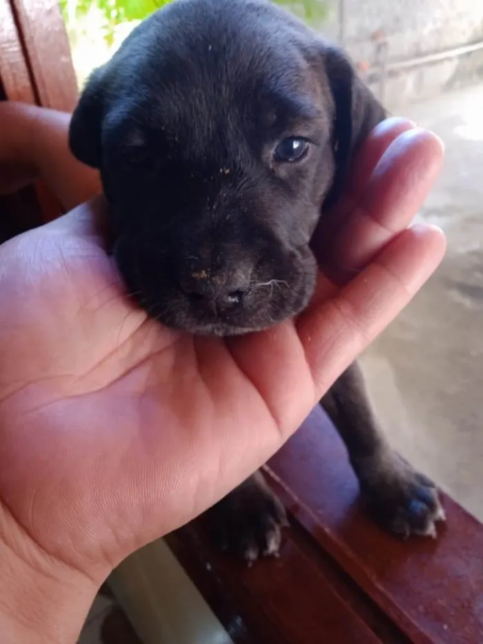 Cachorro ra a Srd  idade Abaixo de 2 meses nome Filhote 40 dias