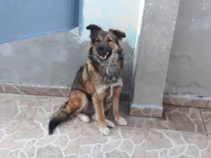 Cachorro ra a SRD (lembra Pastor Alemão) idade 1 ano nome Nino