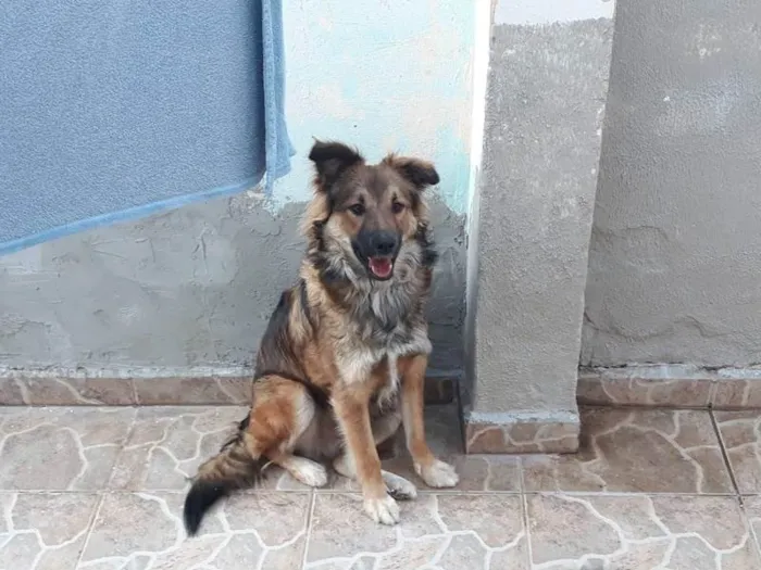 Cachorro ra a SRD (lembra Pastor Alemão) idade 1 ano nome Nino