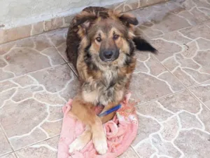 Cachorro raça SRD (lembra Pastor Alemão) idade 1 ano nome Nino