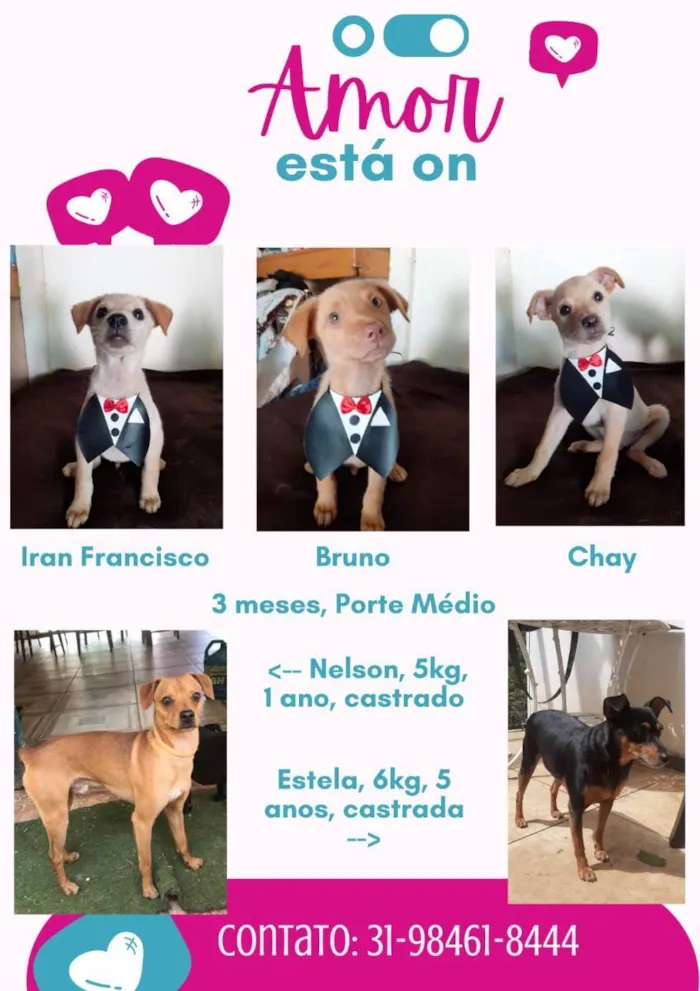 Cachorro raça SRD idade 2 a 6 meses nome Filhotes