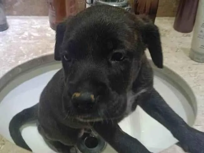 Cachorro ra a Srd  idade Abaixo de 2 meses nome Filhote 40 dias