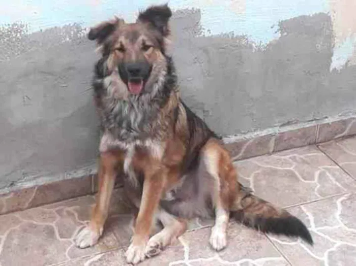 Cachorro ra a SRD (lembra Pastor Alemão) idade 1 ano nome Nino