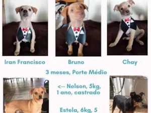 Cachorro raça SRD idade 2 a 6 meses nome Filhotes