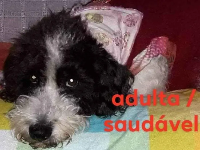 Cachorro ra a Misturada idade 5 anos nome CRISTAL