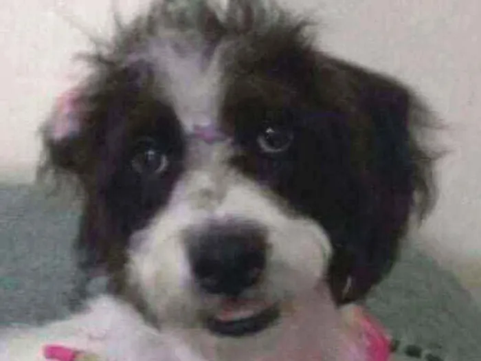 Cachorro ra a Misturada idade 5 anos nome CRISTAL