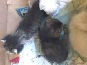 Gato raça Siamês idade Abaixo de 2 meses nome gato