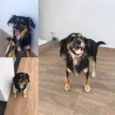 Simba