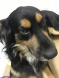 Simba