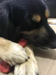 Simba