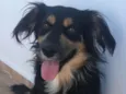 Simba