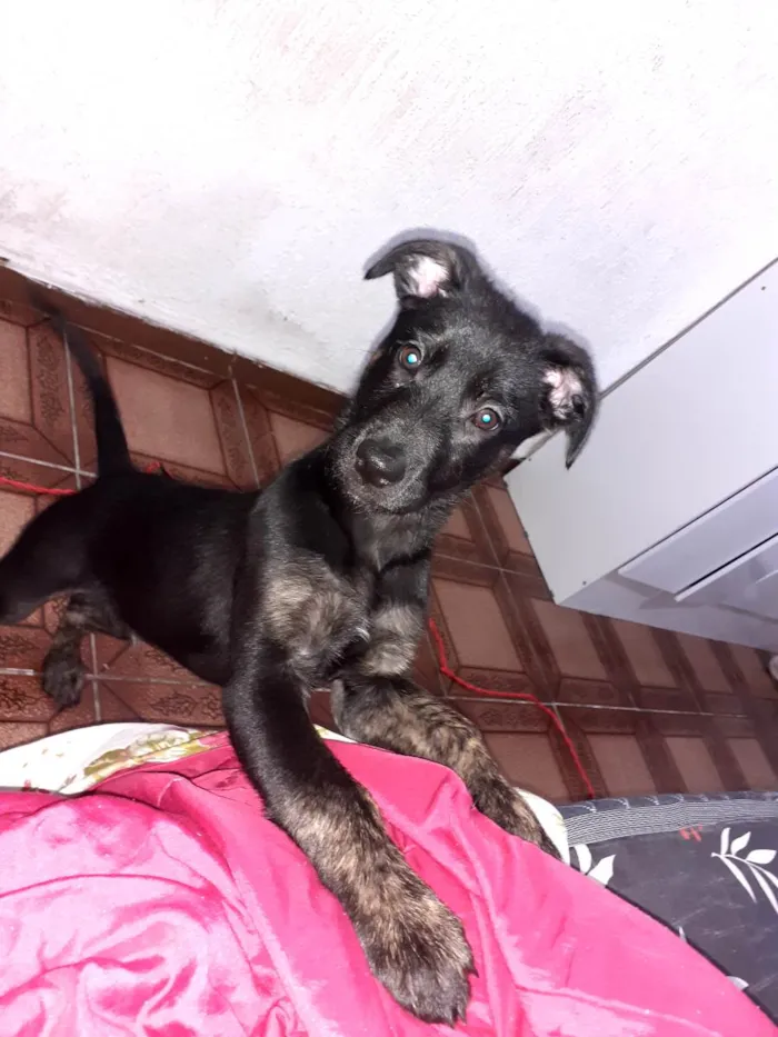 Cachorro ra a Mistura com pastor  idade 2 a 6 meses nome Pipoca