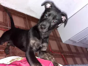 Cachorro raça Mistura com pastor  idade 2 a 6 meses nome Pipoca