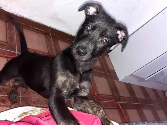 Cachorro ra a Mistura com pastor  idade 2 a 6 meses nome Pipoca