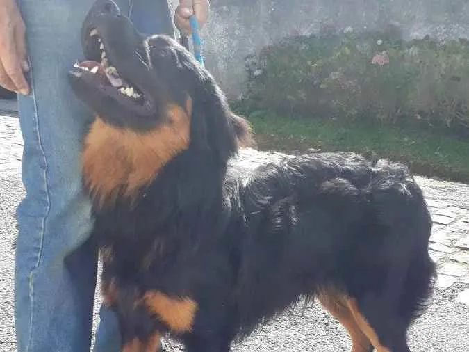 Cachorro raça Bernesemix  idade 7 a 11 meses nome Apolo