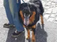 Apolo