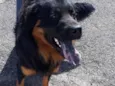 Apolo