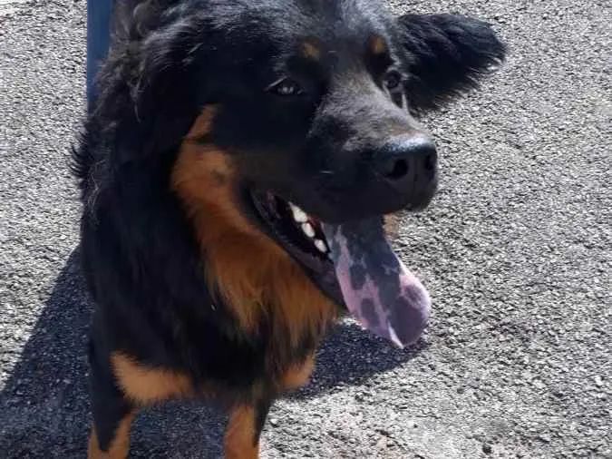 Cachorro raça Bernesemix  idade 7 a 11 meses nome Apolo