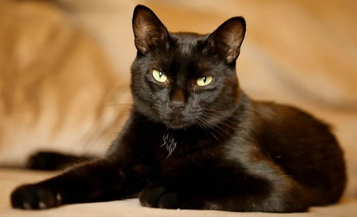 Gato ra a SRD idade 2 anos nome POMPOM