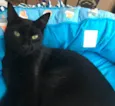 POMPOM